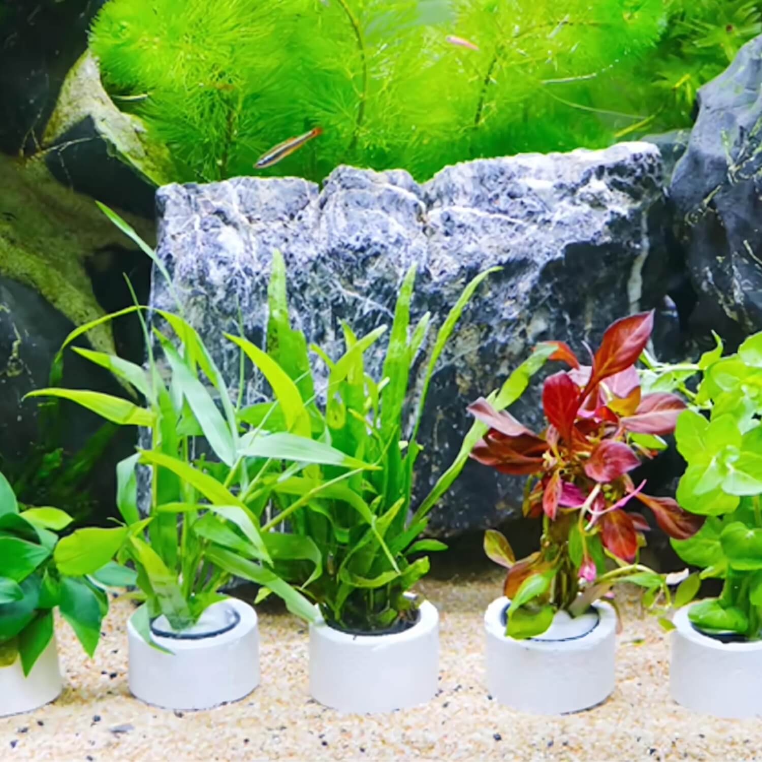 3 delige aquatische plantenset met meerdere planten en rotsen